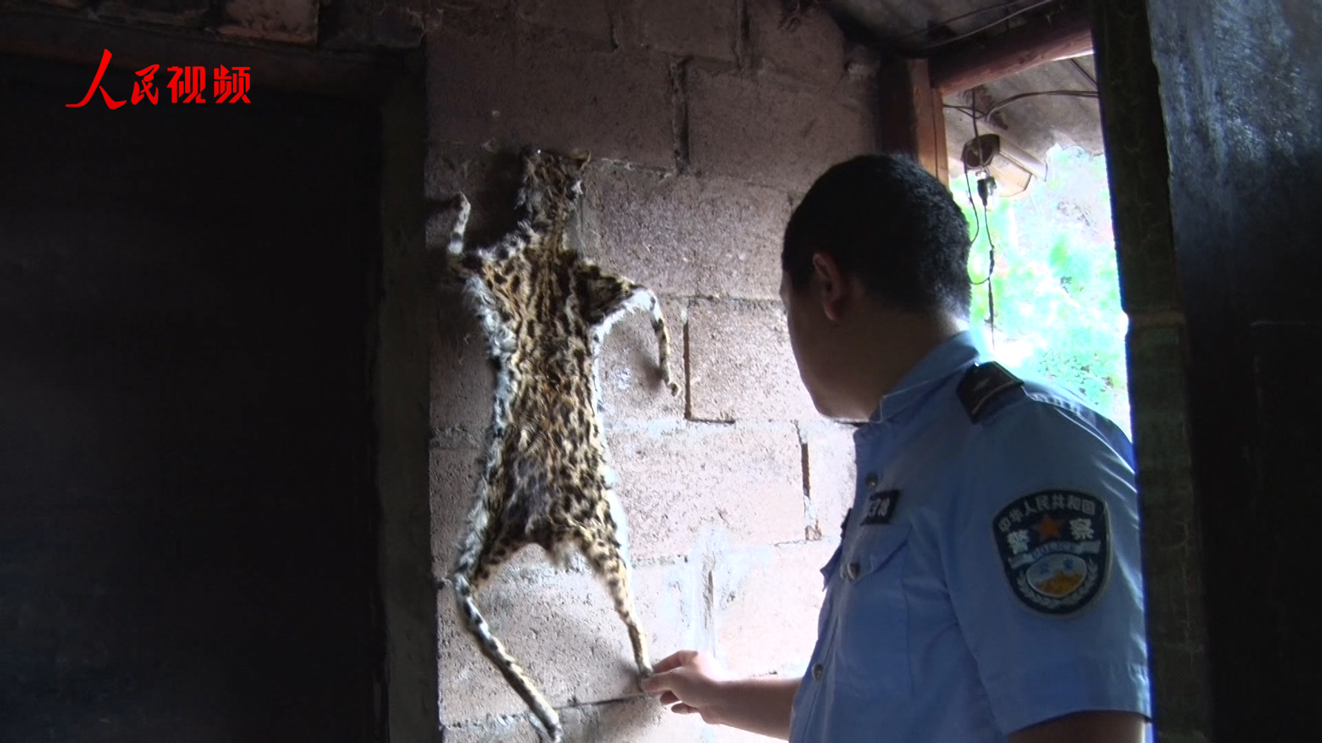 自投羅網殺了野生動物還敢上網炫耀