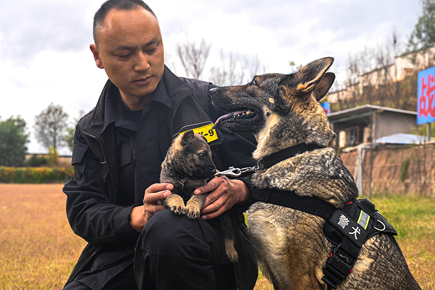 警犬生宝宝图片