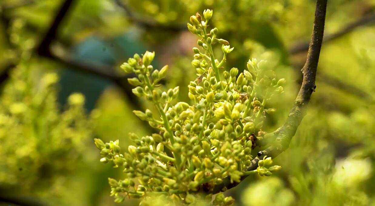 云南孟连 万亩牛油果花开 芬芳吐蕊迎硕果