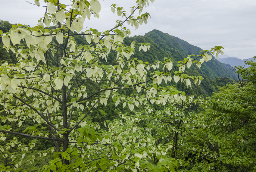 云南大关:珙桐花开 "白鸽"满树【2】