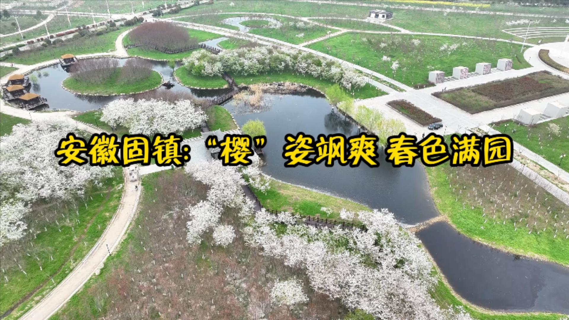 安徽固镇:看"樱"姿飒爽 赏大汉风华--安徽频道--人民网_网上的人民